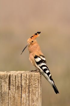 Eurasian Hoopoe or Upupa epops, beautiful brown bird perching on log waiting to feed its chicks with brown background.