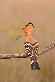 Eurasian Hoopoe or Upupa epops, beautiful brown bird perching on branch waiting to feed its chicks with brown background.