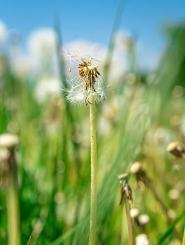 dandelions on a green field in summer time.