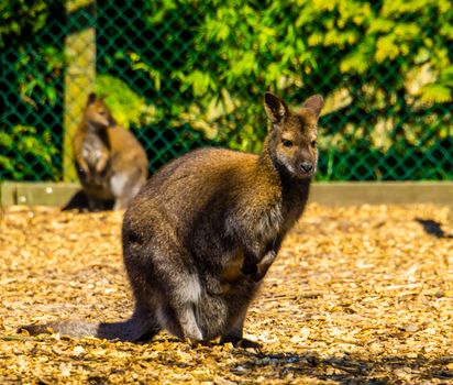 closeup portrait of a bennett's wallaby, tropical kangaroo specie from Australia