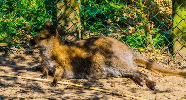 portrait of a bennett's wallaby laying on the ground, tropical kangaroo specie from Australia