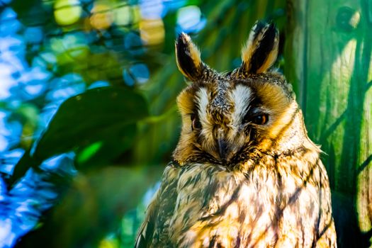 closeup of the face of a northern long eared owl, popular bird specie from Europe and America