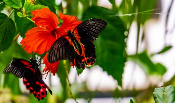 closeup of a red scarlet butterfly on a chinese hibiscus flower, tropical insect specie from Asia