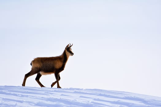 Chamois in the snow on the peaks of the National Park Picos de Europa in Spain. Rebeco,Rupicapra rupicapra.