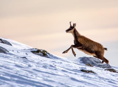 Chamois in the snow on the peaks of the National Park Picos de Europa in Spain. Rebeco,Rupicapra rupicapra.