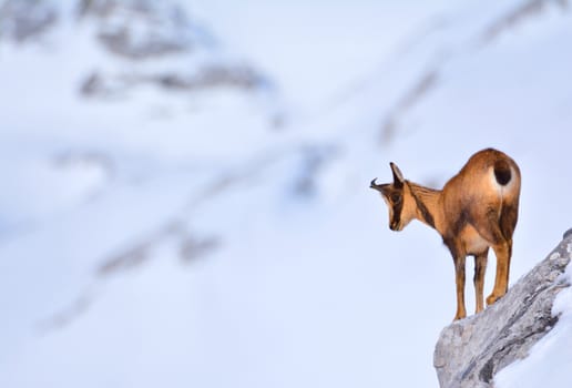 Chamois in the snow on the peaks of the National Park Picos de Europa in Spain. Rebeco,Rupicapra rupicapra.