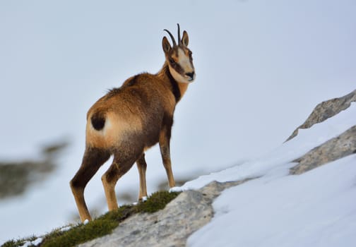 Chamois in the snow on the peaks of the National Park Picos de Europa in Spain. Rebeco,Rupicapra rupicapra.