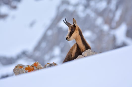 Chamois in the snow on the peaks of the National Park Picos de Europa in Spain. Rebeco,Rupicapra rupicapra.