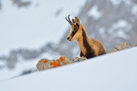 Chamois in the snow on the peaks of the National Park Picos de Europa in Spain. Rebeco,Rupicapra rupicapra.