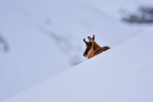 Chamois in the snow on the peaks of the National Park Picos de Europa in Spain. Rebeco,Rupicapra rupicapra.