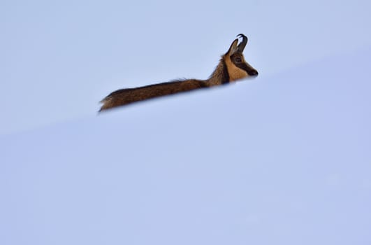 Chamois in the snow on the peaks of the National Park Picos de Europa in Spain. Rebeco,Rupicapra rupicapra.