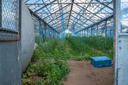greenhouse on the farm for growing organic vegetables.