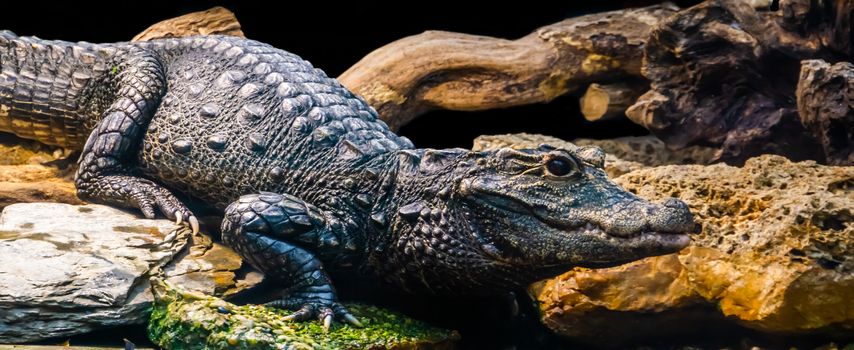 African dwarf crocodile in closeup, tropical and vulnerable reptile specie from Africa