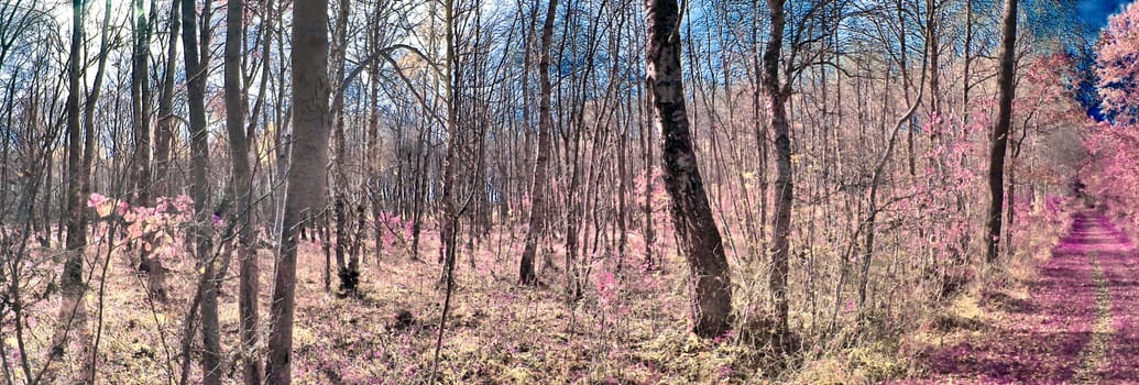 Beautiful pink and purple infrared panorama of a countryside landscape with a blue sky.