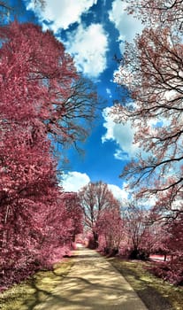 Beautiful pink and purple infrared panorama of a countryside landscape with a blue sky.