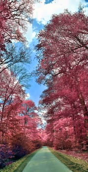 Beautiful pink and purple infrared panorama of a countryside landscape with a blue sky.