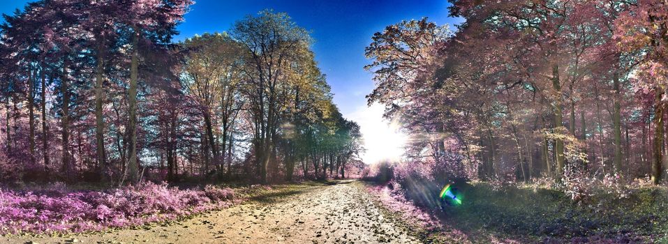 Beautiful pink and purple infrared panorama of a countryside landscape with a blue sky.