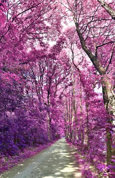 Beautiful pink and purple infrared panorama of a countryside landscape with a blue sky.