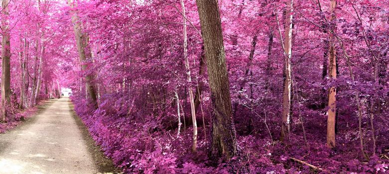 Beautiful pink and purple infrared panorama of a countryside landscape with a blue sky.