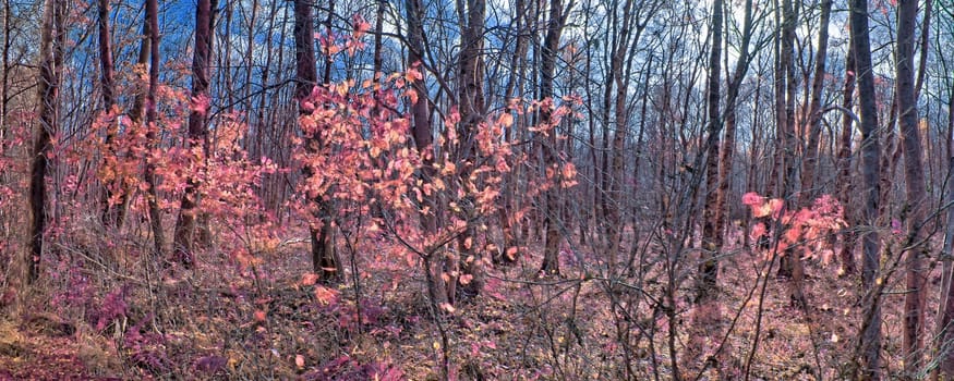 Beautiful pink and purple infrared panorama of a countryside landscape with a blue sky.