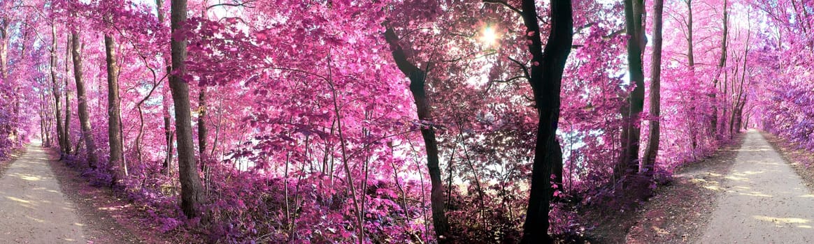 Beautiful pink and purple infrared panorama of a countryside landscape with a blue sky.