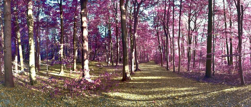 Beautiful pink and purple infrared panorama of a countryside landscape with a blue sky.