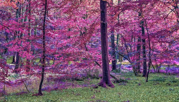 Beautiful pink and purple infrared panorama of a countryside landscape with a blue sky.