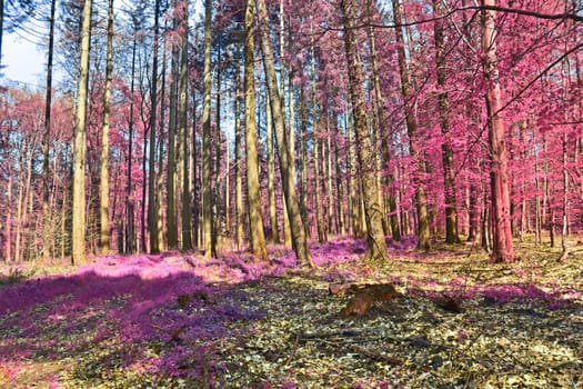 Beautiful pink and purple infrared panorama of a countryside landscape with a blue sky.