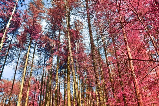 Beautiful pink and purple infrared panorama of a countryside landscape with a blue sky.