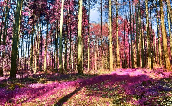 Beautiful pink and purple infrared panorama of a countryside landscape with a blue sky.