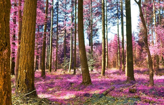 Beautiful pink and purple infrared panorama of a countryside landscape with a blue sky.