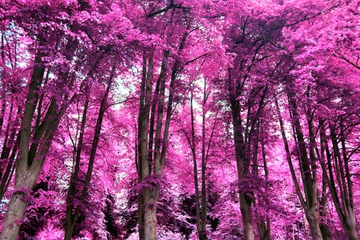 Beautiful pink and purple infrared panorama of a countryside landscape with a blue sky.