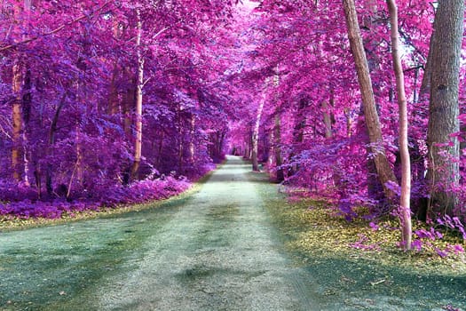 Beautiful pink and purple infrared panorama of a countryside landscape with a blue sky.