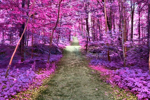 Beautiful pink and purple infrared panorama of a countryside landscape with a blue sky.