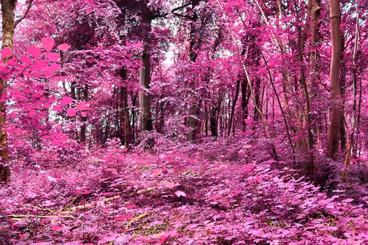 Beautiful pink and purple infrared panorama of a countryside landscape with a blue sky.