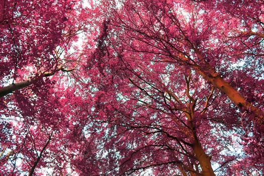 Beautiful pink and purple infrared panorama of a countryside landscape with a blue sky.