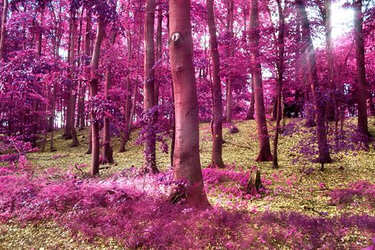 Beautiful pink and purple infrared panorama of a countryside landscape with a blue sky.