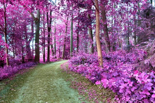 Beautiful pink and purple infrared panorama of a countryside landscape with a blue sky.