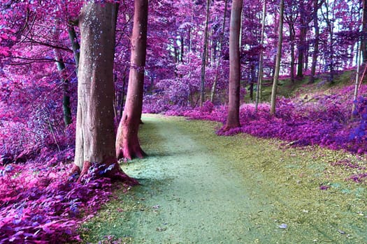 Beautiful pink and purple infrared panorama of a countryside landscape with a blue sky.