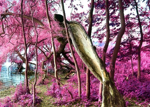 Beautiful pink and purple infrared panorama of a countryside landscape with a blue sky.