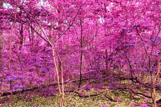 Beautiful pink and purple infrared panorama of a countryside landscape with a blue sky.