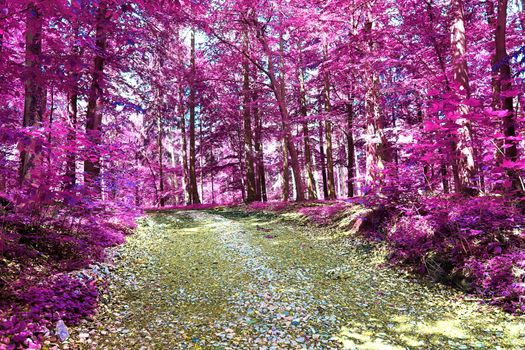 Beautiful pink and purple infrared panorama of a countryside landscape with a blue sky.