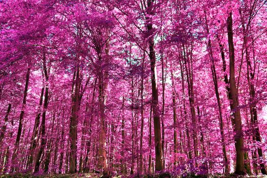 Beautiful pink and purple infrared panorama of a countryside landscape with a blue sky.