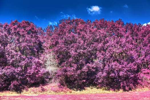 Beautiful pink and purple infrared panorama of a countryside landscape with a blue sky.