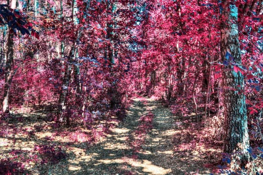 Beautiful pink and purple infrared panorama of a countryside landscape with a blue sky.