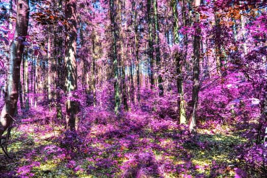 Beautiful pink and purple infrared panorama of a countryside landscape with a blue sky.