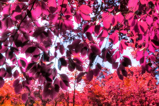 Beautiful pink and purple infrared panorama of a countryside landscape with a blue sky.