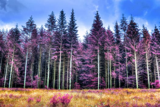 Beautiful pink and purple infrared panorama of a countryside landscape with a blue sky.