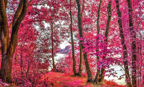 Beautiful pink and purple infrared panorama of a countryside landscape with a blue sky.