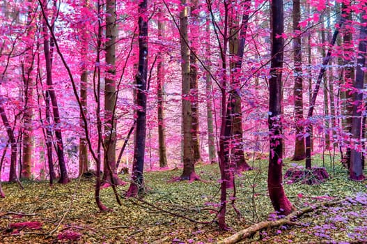 Beautiful pink and purple infrared panorama of a countryside landscape with a blue sky.